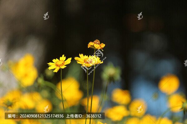 金雞菊