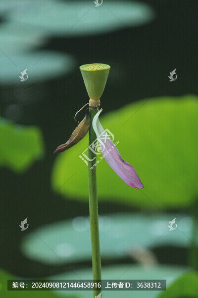荷花