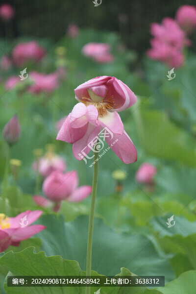 荷花