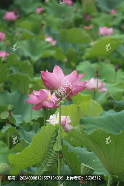 荷花