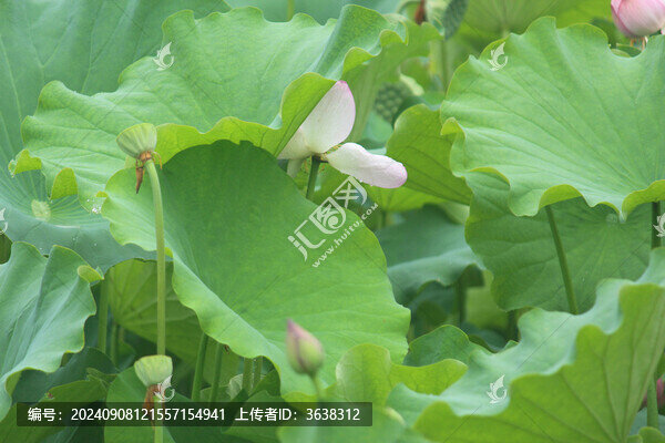 荷花