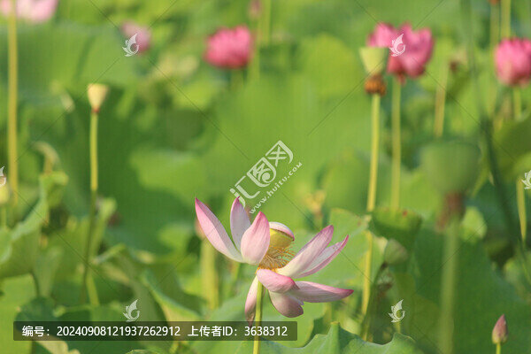 荷花