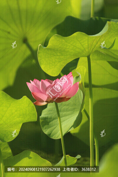 荷花