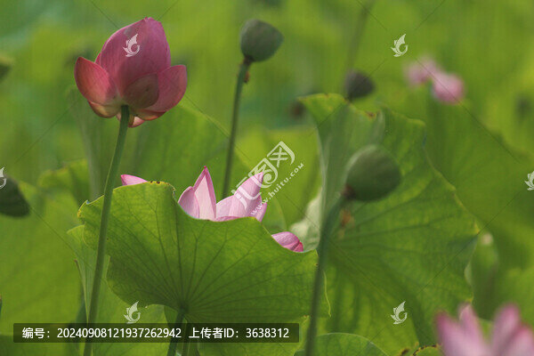 荷花