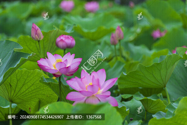 荷花池