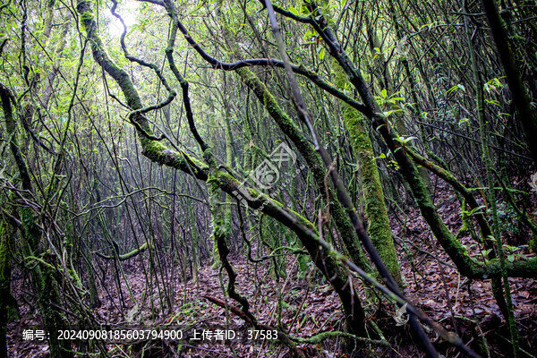樹林