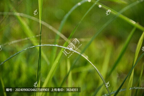 雨后的水滴