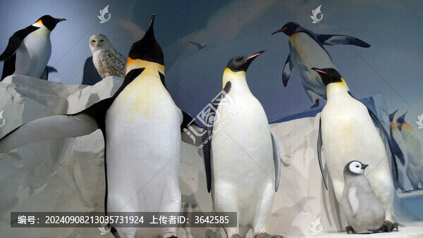 企鵝