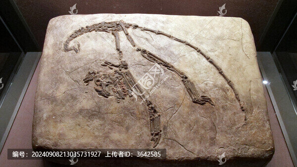 化石