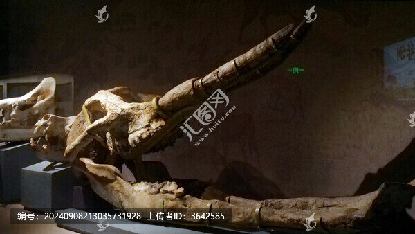 化石