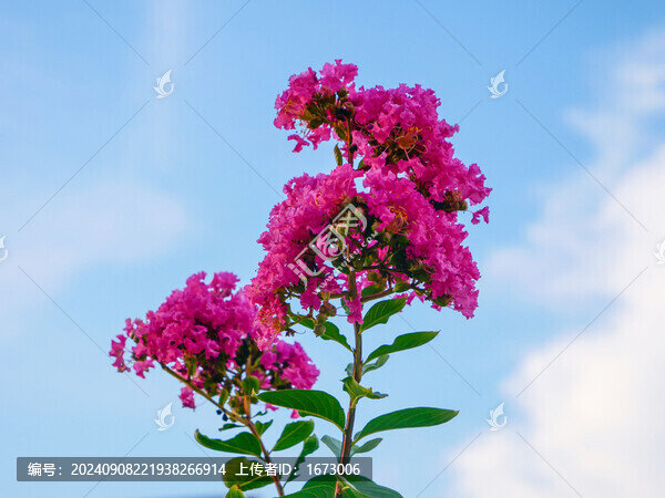 紫薇花