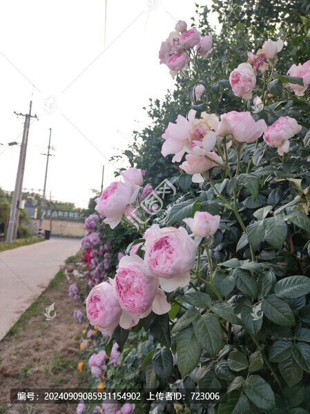 月季花開