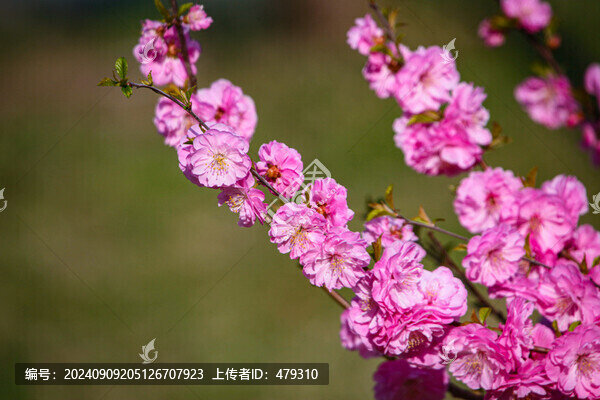 榆葉梅開花