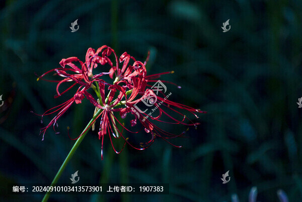 紅色花朵
