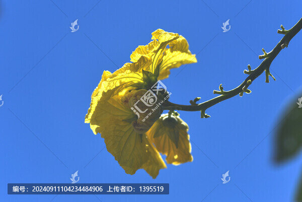 絲瓜花
