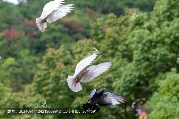 鴿群