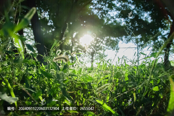 陽光下的草地草地