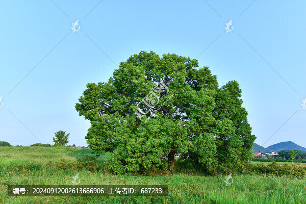 藍天白云綠樹綠草地