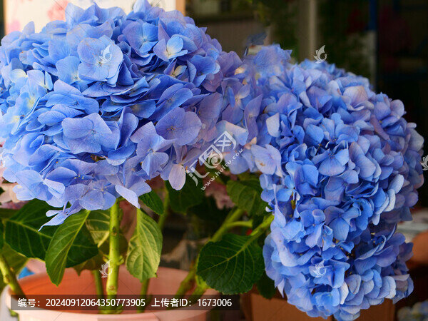 繡球花