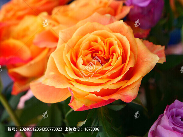 玫瑰花