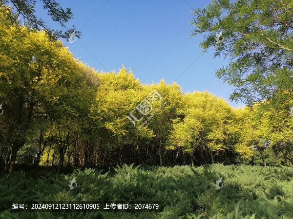 金葉榆