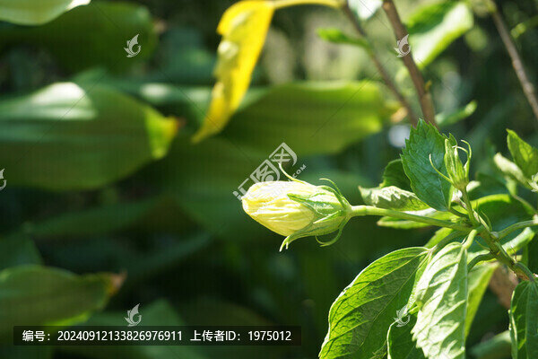 植物