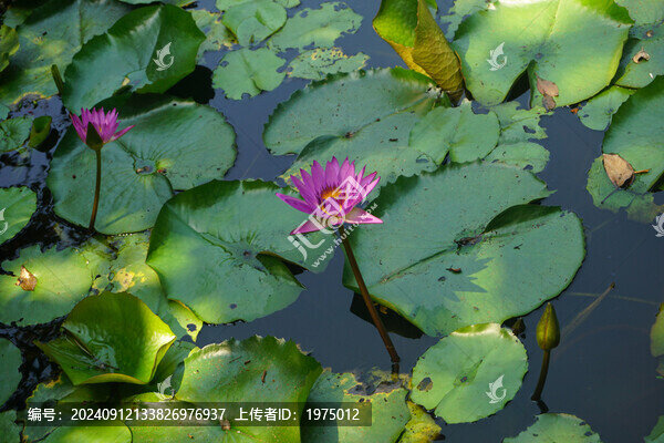 睡蓮