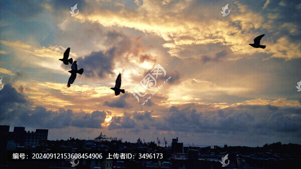 黃昏飛鳥