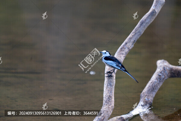 白鹡鸰