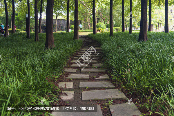 樹林小路