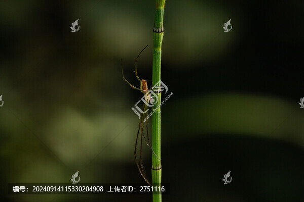 蜘蛛