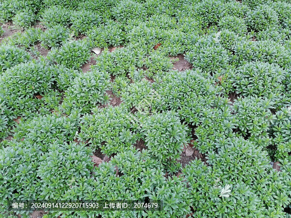 養(yǎng)心菜