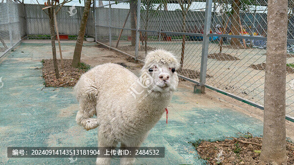 羊駝