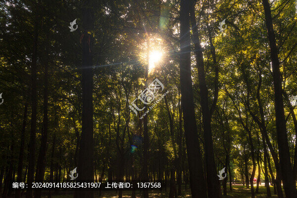 陽光樹林