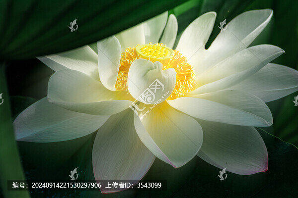 夏日粉嫩荷花
