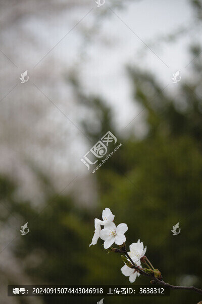 櫻花