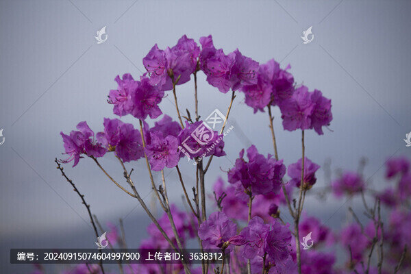 杜鵑花