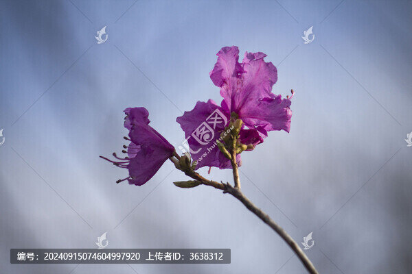杜鵑花