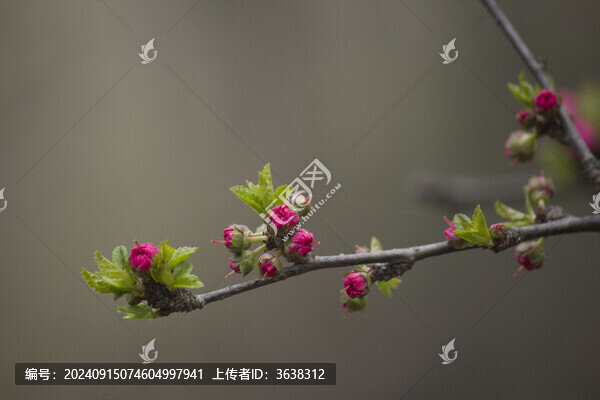 桃花