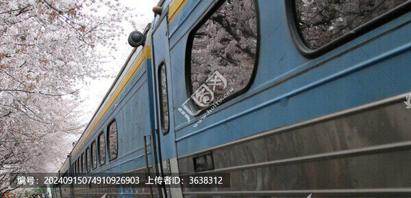 櫻花火車