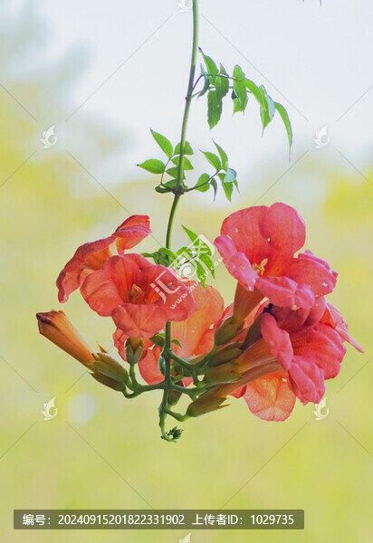 盛放的凌霄花