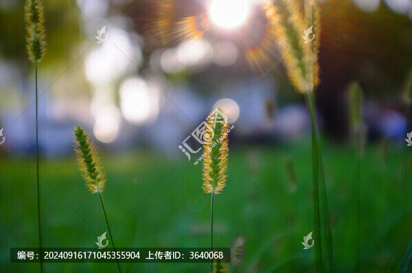 夕陽下的狗尾巴草