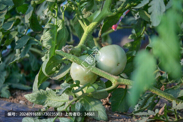 大棚蔬菜種植綠色植物西紅柿