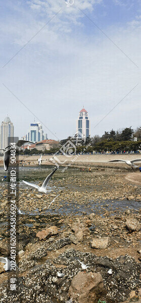 海邊的海鷗