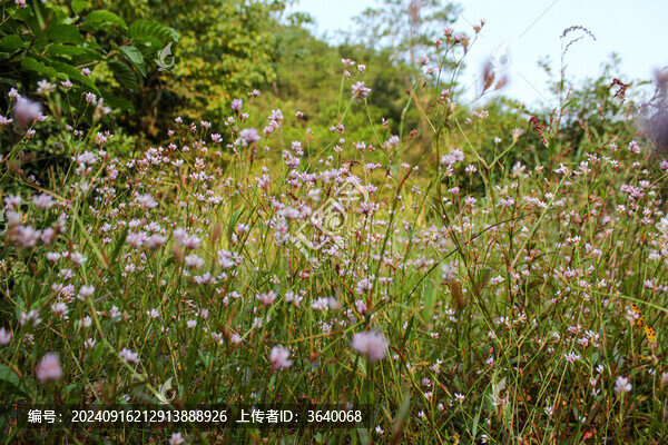 野花從