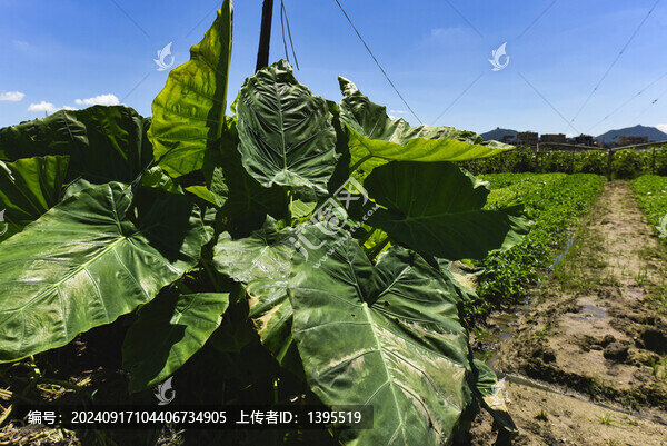大野芋