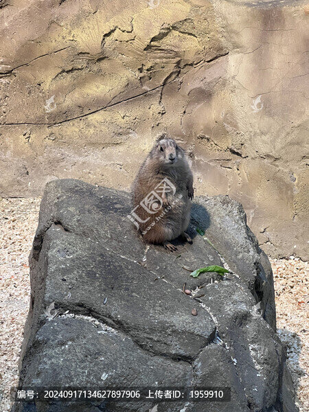 旱獺