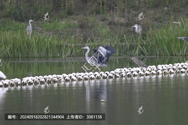 蒼鷺捕魚