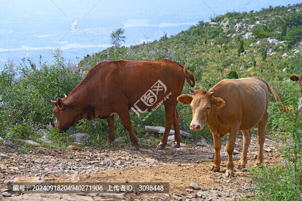魯南黃牛