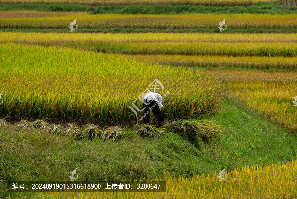農(nóng)業(yè)農(nóng)耕農(nóng)民豐收水稻場景